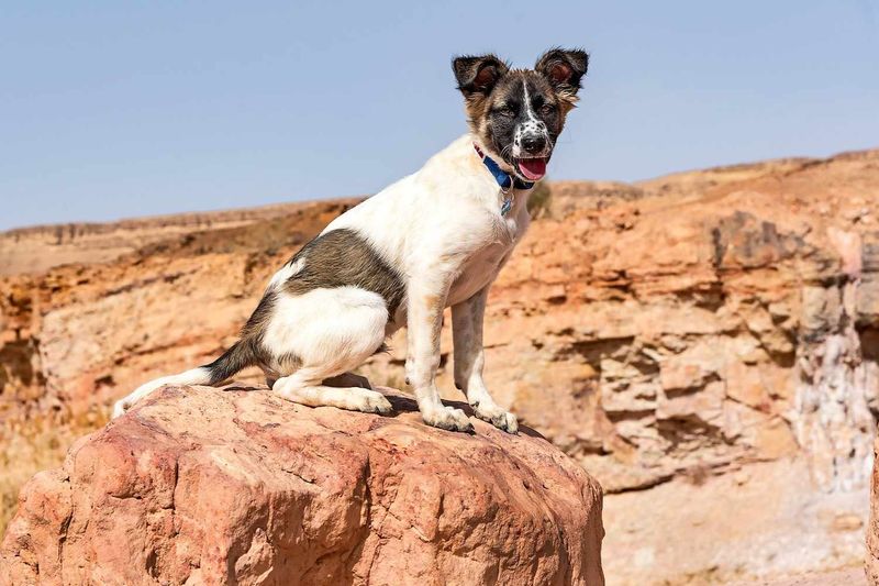 Canaan Dog