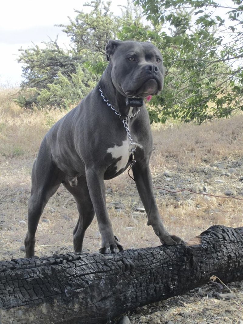 Bandog – The Medieval Powerhouse (730 PSI)