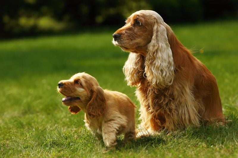 English Cocker Spaniel
