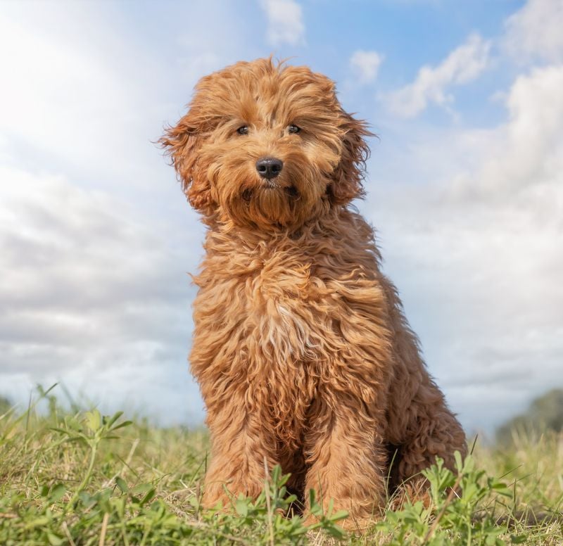 Goldendoodle