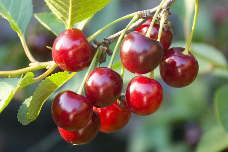 Peach & Cherry Pits