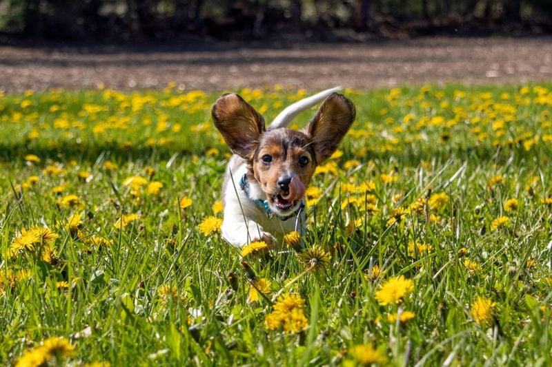 Dachshund