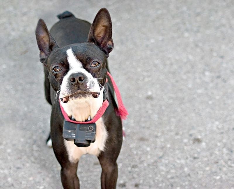 Using Harsh Training Tools (Shock Collars, Prong Collars)