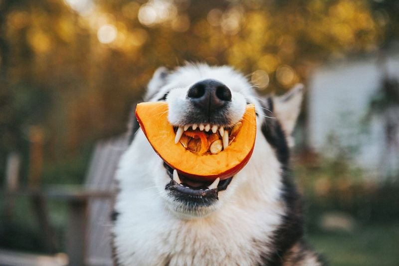 Pumpkin