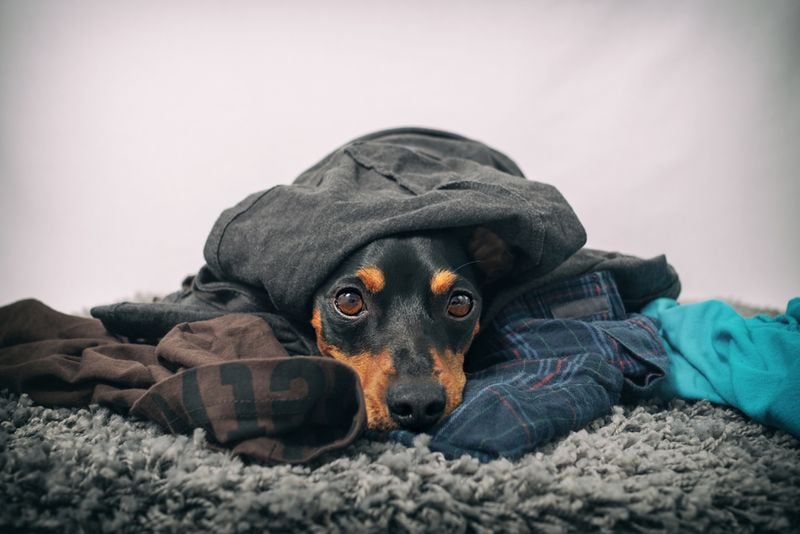 Clothing Cuddles Show Attachment Needs