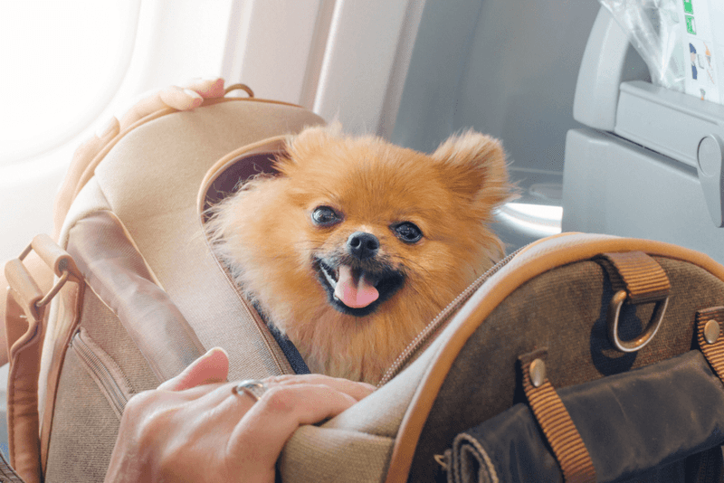 What Is a Dog Passport?