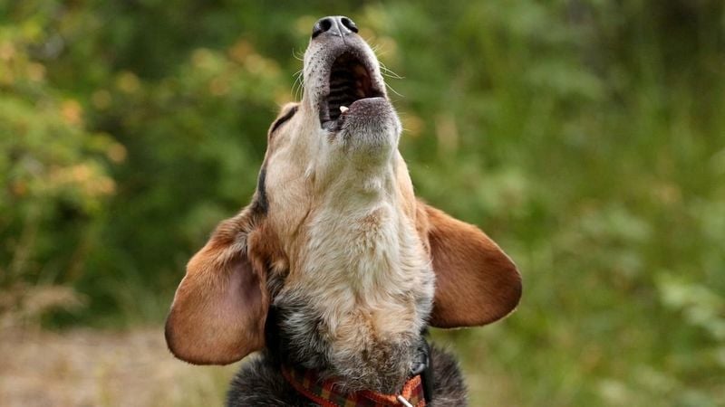 Pay Attention to Vocalizations