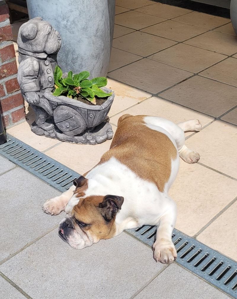 English Bulldog