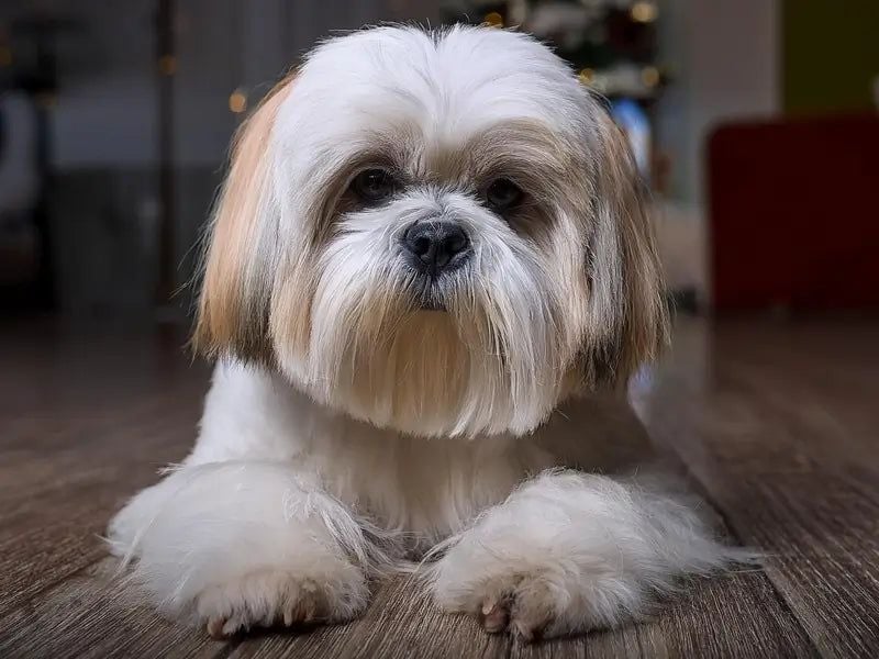 Shih Tzu: Ancient Companion