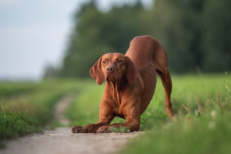 Vizsla: The Velcro Athlete Who Suffers Alone