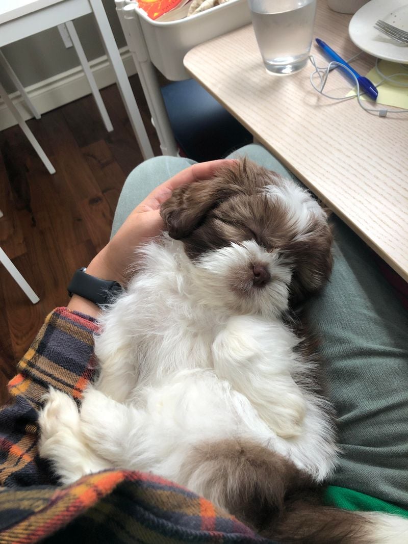 Shih Tzu