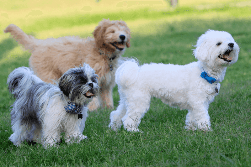 Golden Years: Lifespan Considerations