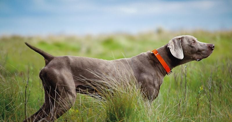 Weimaraner