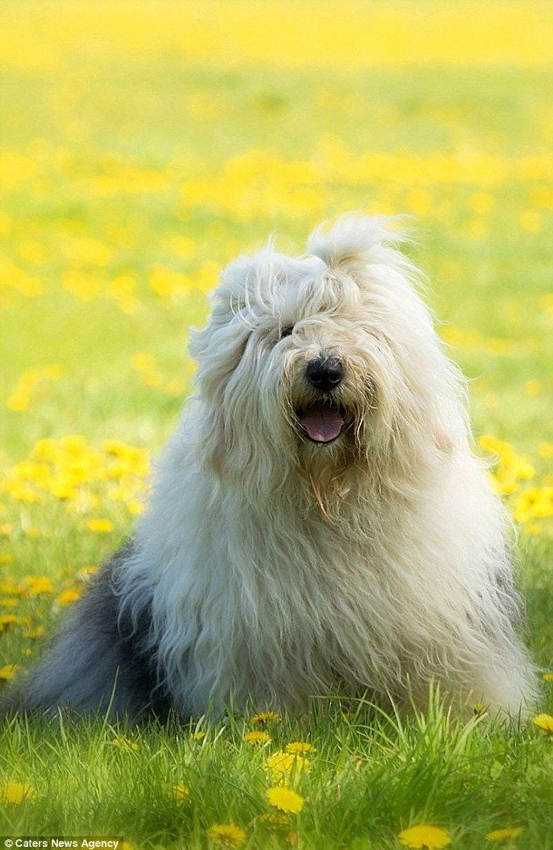 Old English Sheepdog