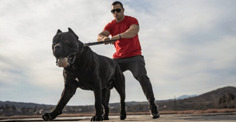 According to Experts, These Are the Darkest Reasons We Own Dogs