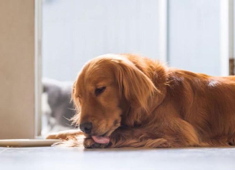 Excessive Licking or Chewing Themselves