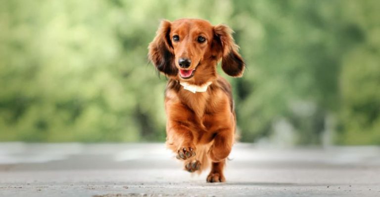 Adopting a Dachshund? These 14 Reasons Say You Should