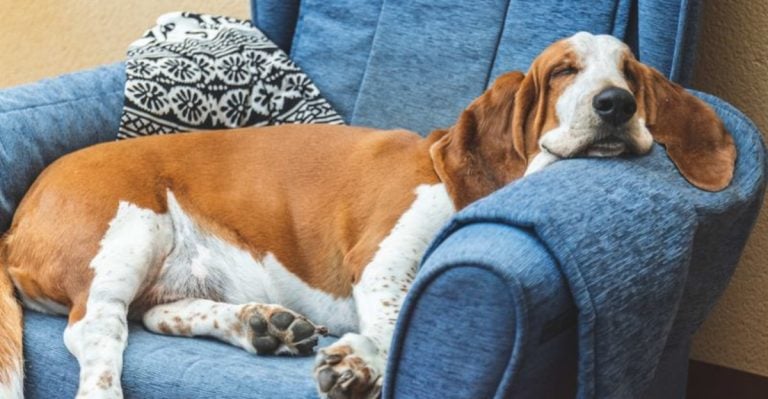After Adopting a Basset Hound Puppy, Here Are My 10 Pros and 5 Cons