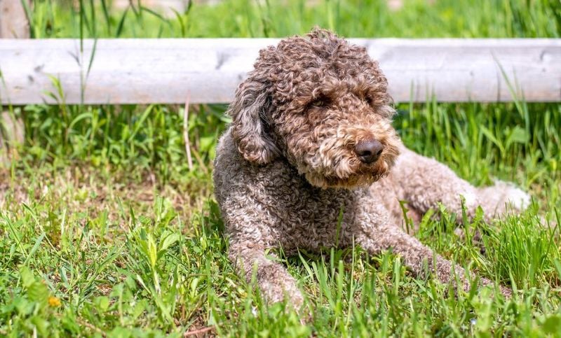 Lagotto Romagnolo