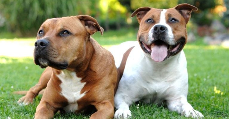 American Pit Bull Terrier vs Staffordshire Bull Terrier: 10 Ways They’re Different