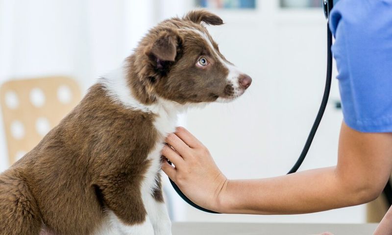 Spaying Doesn’t Just Stop the Cycle—it Prevents Cancer