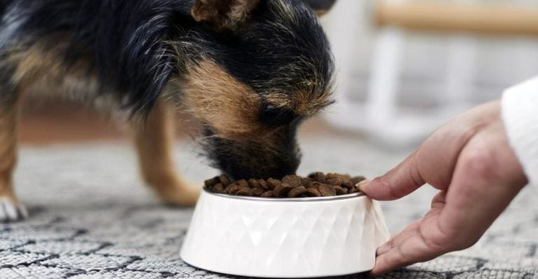 Are You a Responsible Dog Owner? These 12 Signs Say Yes