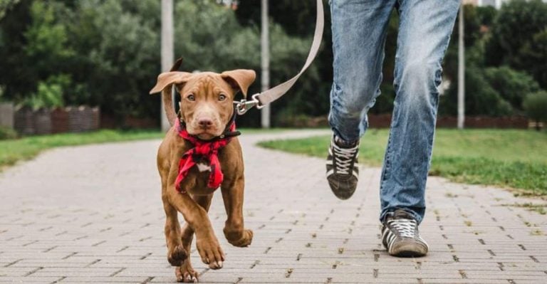 Are You Really Ready for a Dog? These 8 Signs Say Yes (or No)