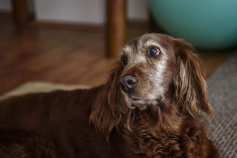 Increased Anxiety or Confusion (Canine Cognitive Dysfunction)
