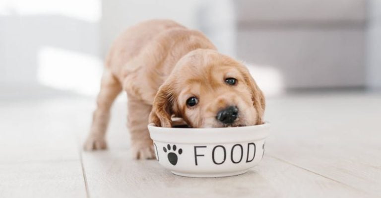 Avoid These 12 Mistakes Everyone Makes With a New Puppy