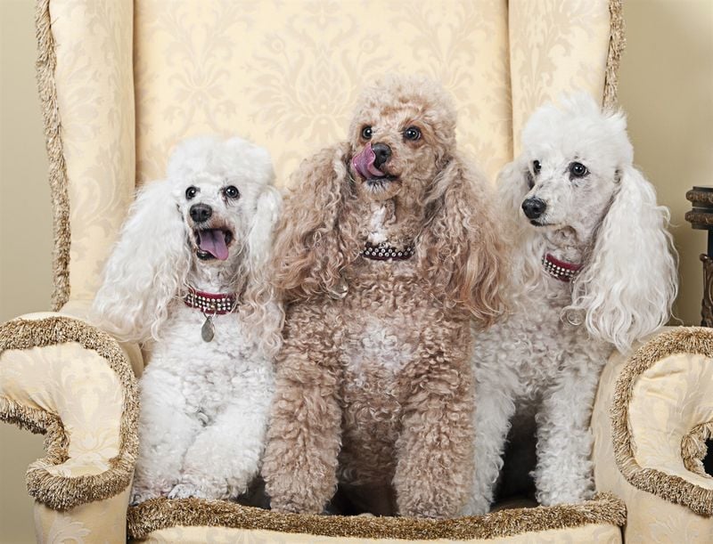 Poodle (Standard or Miniature)