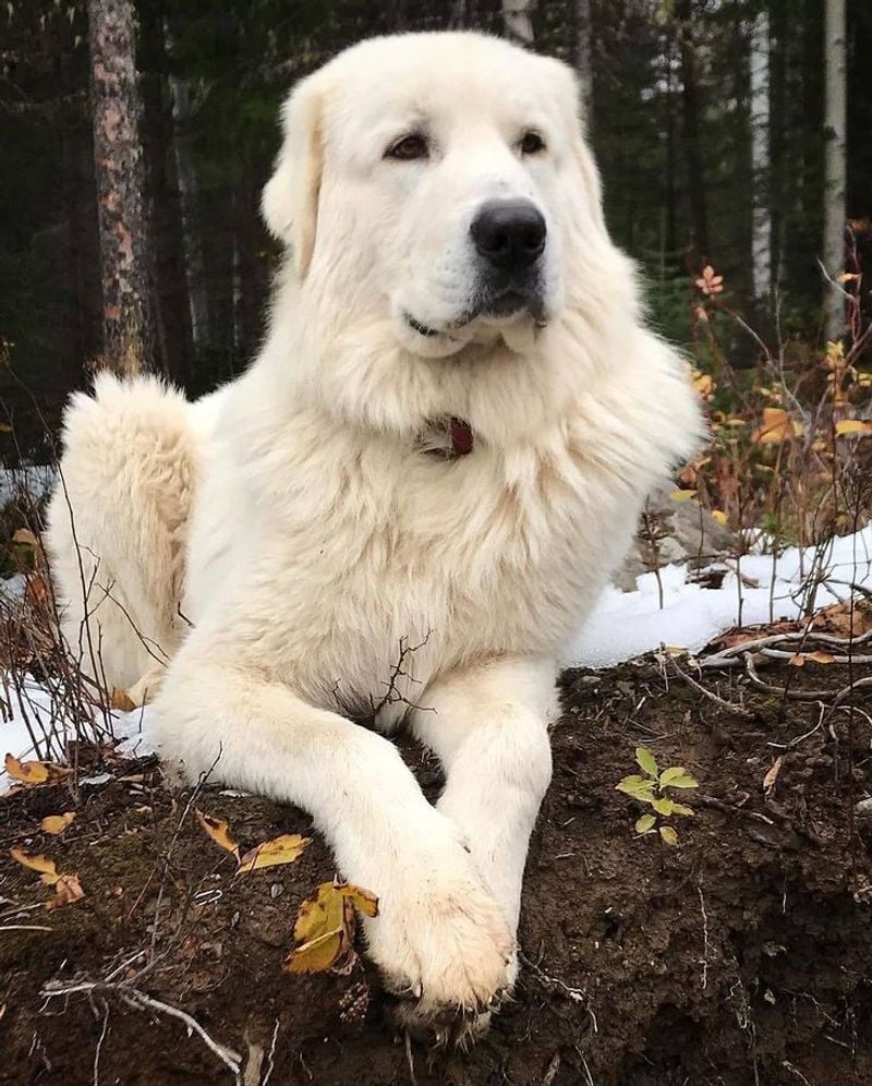 Great Pyrenees