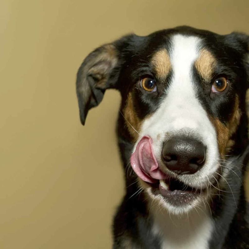 Rotate Protein Sources Weekly