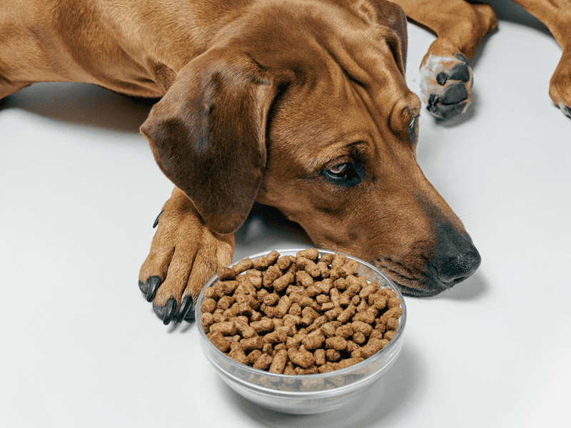 What Is a Dry Dog Food Diet?