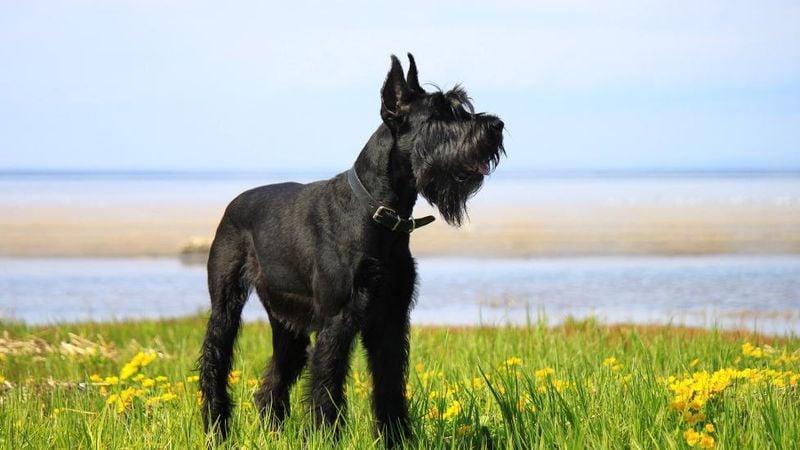 Giant Schnauzer