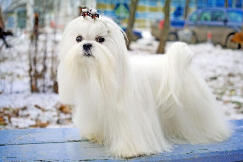 Maltese: White-Coated Wonders