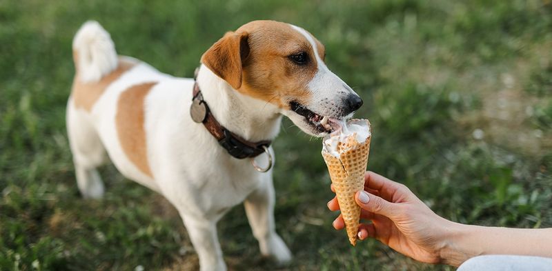 Ice Cream: Dairy Disaster for Doggy Digestion