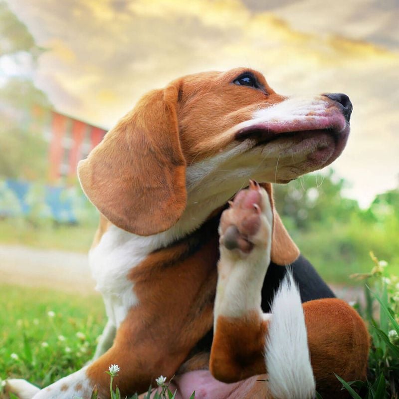 Try a Canine Antihistamine