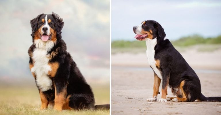 Bernese Mountain Dog vs. Greater Swiss Mountain Dog: 10 Giant Differences
