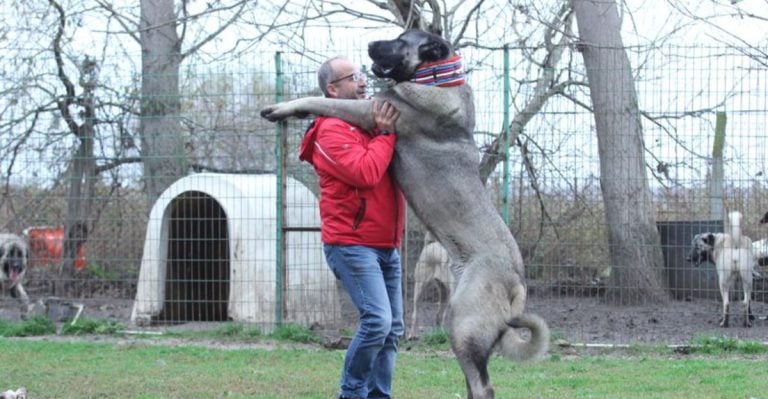 Bite Force That Can Break Bones & 9 Other Mind-Blowing Facts About The Strongest Dog Breed In the World