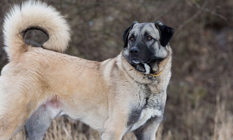 Anatolian Shepherd: The Ancient Turkish Sentinel