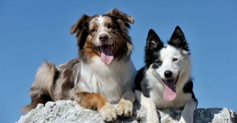 Border Collie or Aussie Shepherd? 11 Reasons One Might Be a Better Fit for You