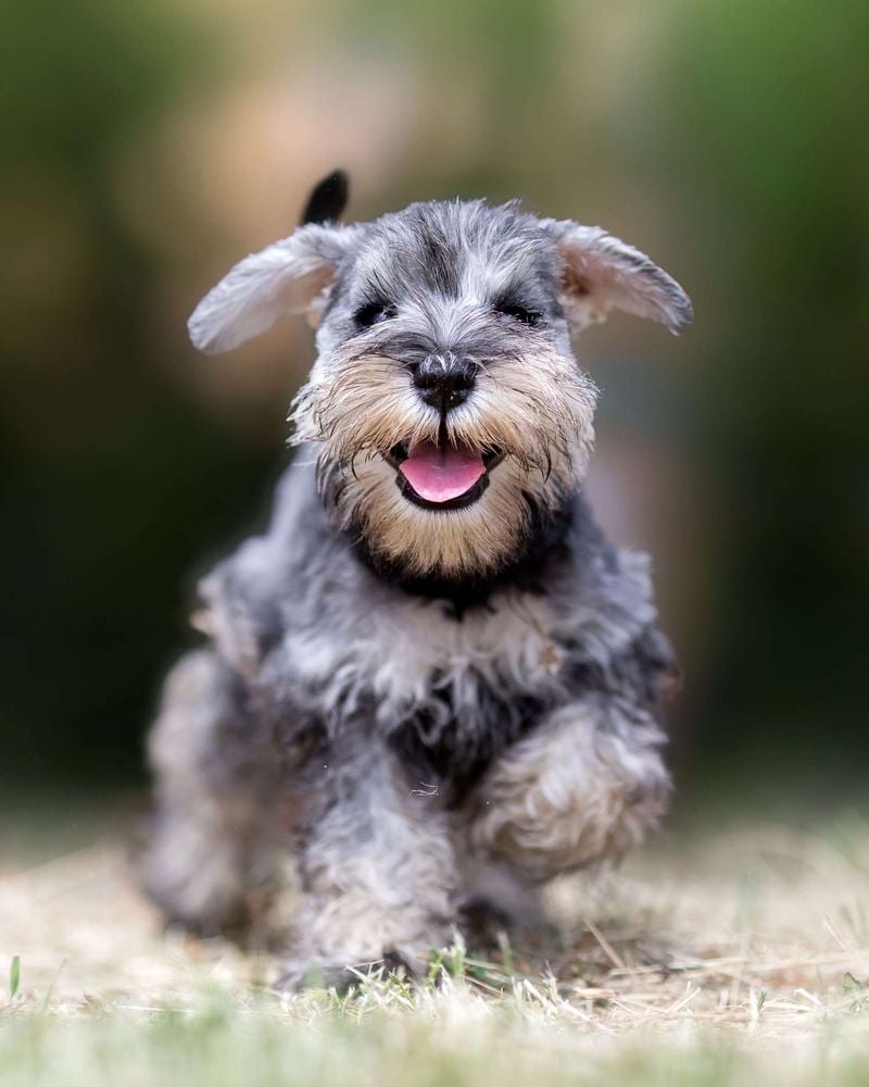 Miniature Schnauzer