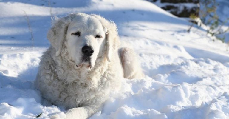 Built Different: 22 Dog Breeds That Can Survive Extreme Weather Events
