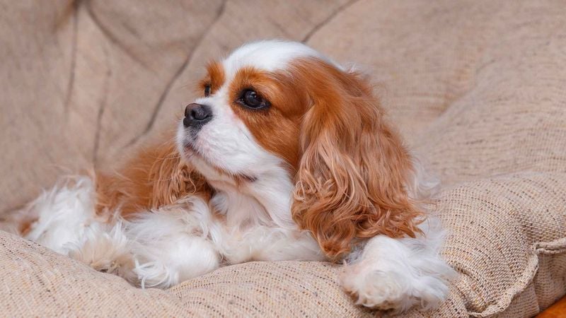 Cavalier King Charles Spaniel: Adaptable Aristocrats for Any Space