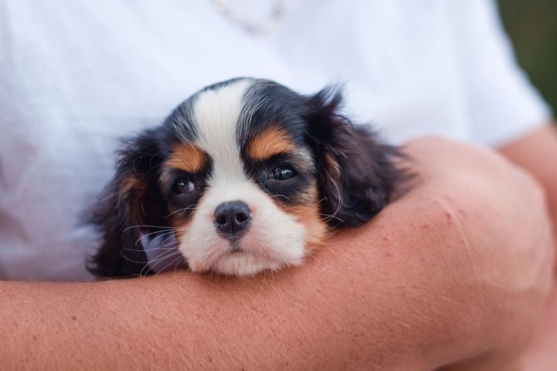 Cavalier King Charles Spaniel: Royal Companions with Hearts of Gold