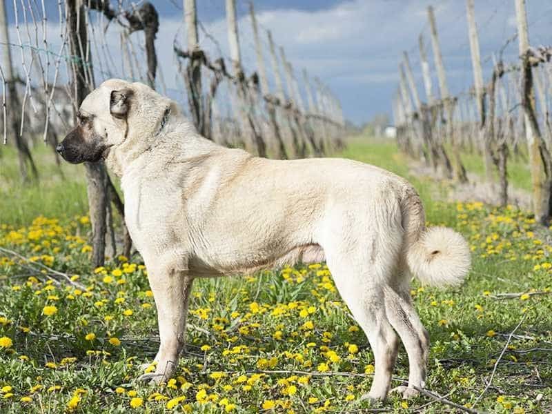 Kangal – The Shepherd's Guardian (743 PSI)