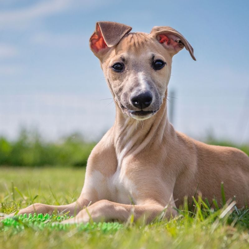Whippet: The Gentle Athlete