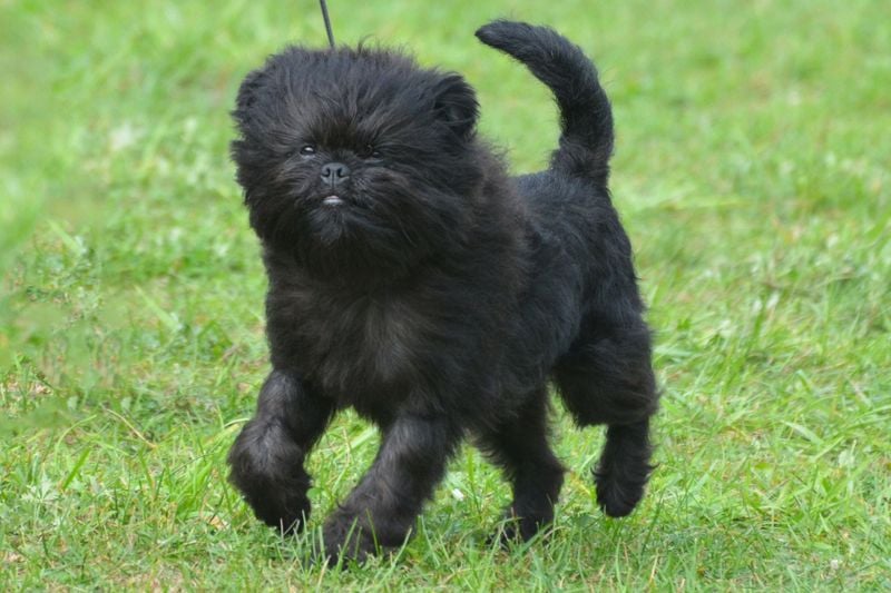 Affenpinscher: The Monkey-Faced Charmer