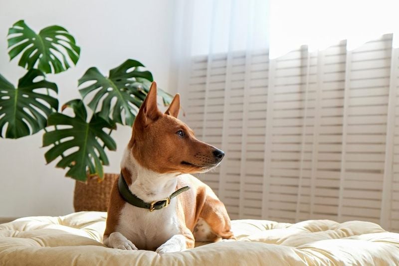 Independent-Yet-Affectionate Basenji