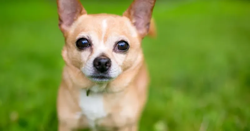 Chihuahua: Tiny Dog with Giant Personality